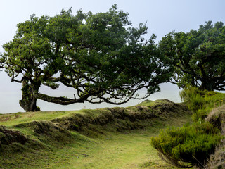 Fanal forest on Madeira