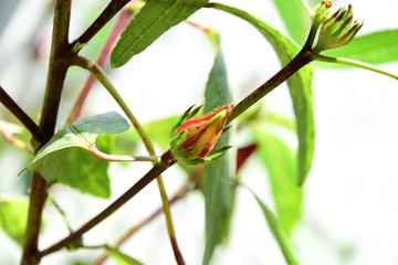 Fresh okra flowers On the growing tree