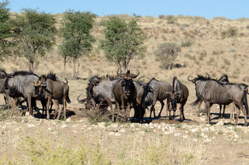 Obraz na płótnie Canvas Gnou à queue noire, Connochaetes taurinus, Afrique du Sud