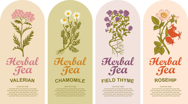 Set of vector labels for various herbal tea. Valerian, Chamomile, Field thyme, Rosehip. Tea labels with hand-drawn medicinal herbs and calligraphic inscriptions with place for text in retro style.