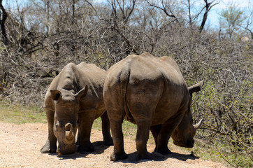 Rhinocéros blanc, white rhino, Ceratotherium simum, Parc national Kruger, Afrique du Sud