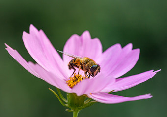 Macro of a honey bee (apis mellifera) on a pink cosmos blossom with blurred bokeh background; pesticide free environmental protection save the bees biodiversity concept;