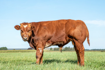 Young red beef bull, shy en muscular in a meadow under a blue sky