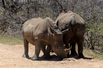 Rhinocéros blanc, white rhino, Ceratotherium simum, Parc national Kruger, Afrique du Sud