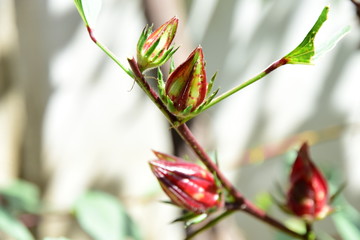 Fresh okra flowers On the growing tree