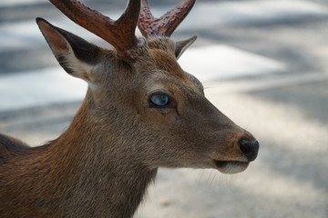 deer with a blind eye