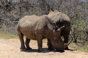Naklejka premium Rhinocéros blanc, white rhino, Ceratotherium simum, Parc national Kruger, Afrique du Sud