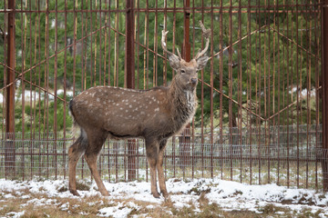 Beautiful forest landscape of foggy misty forest in Autumn Fall with beautiful red deer stag