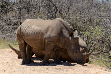 Naklejka premium Rhinocéros blanc, white rhino, Ceratotherium simum, Parc national Kruger, Afrique du Sud