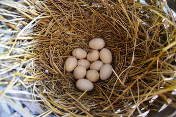 Chicken eggs in a nest made of rice straw