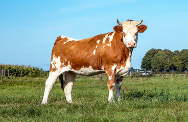 Fototapeta na wymiar Adult cow, posing proudly in the field with gentle look, pink nose and a blue sky.