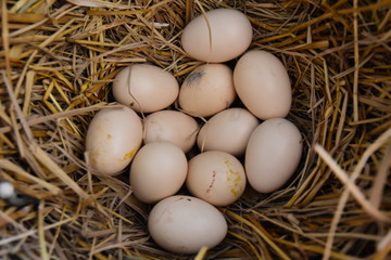 Chicken eggs in a nest made of rice straw