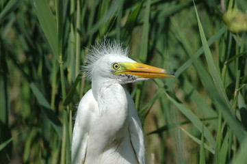 Great white egret on the nest