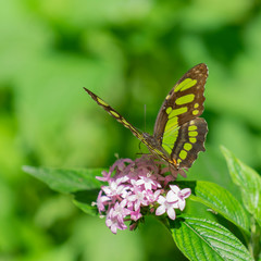 Mariposa pasada en flor
