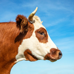 Portrait profil of a cow head with horns, breed of cattle called: blaarkop, fleckvieh, blister head. © Clara