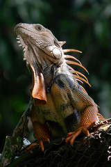 Iguana macho tomando el sol