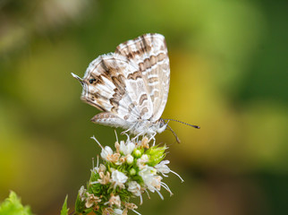macro of a geranium bronze butterfly (cacyreus marshalli) on mint (menta piperita) blossom; as natural predators are missing in europe pest control is possible only through insecticides