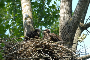 Young white-tailed eagle chicks in the nest