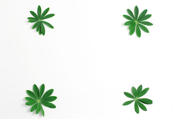 border lined with fresh green lupine leaves. copy space, flat lay minimal concept. horizontal frame