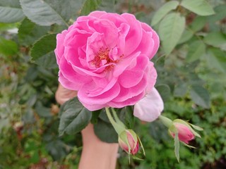 pink rose in the garden