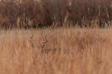 Whitetail Buck in Tall Grass in Autumn