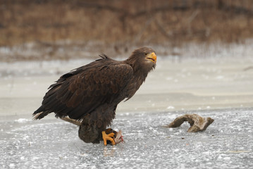 Fototapeta premium Beautiful large eagle on the ice with fish caught