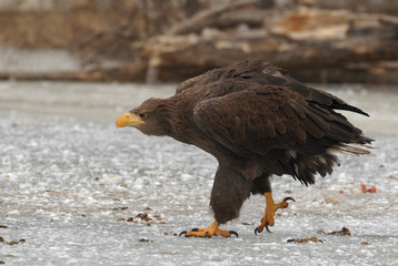 Beautiful large eagle on the ice with fish caught