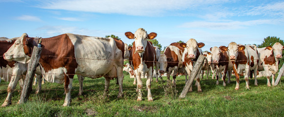 A group of Montbeliarde cows waiting behind barbed wire fence.