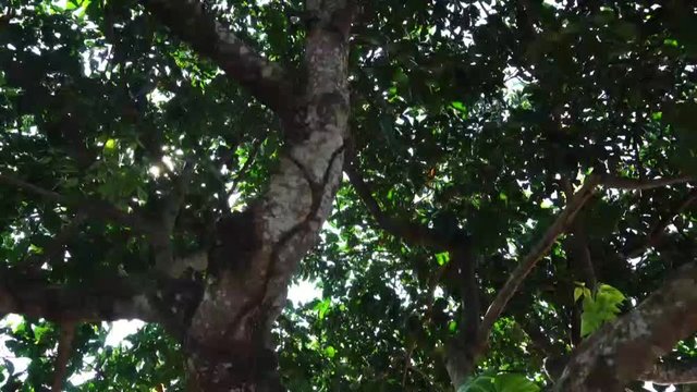 The light from the sun shone down through the huge Santol tree.