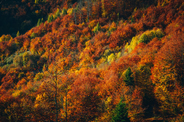 Fototapeta premium colorful autumn forest, aerial view. Natural wallpaper or background