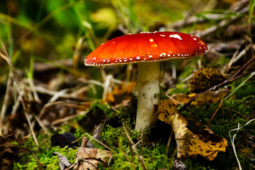 Classic red toadstool, Amanita muscaria mushrom in the autumn forest.