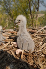 Young white-tailed eagle chicks in the nest