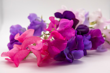 Vivid magenta blossoms of the wild sweet pea on white background