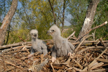 Young white-tailed eagle chicks in the nest