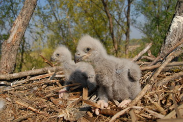 Young white-tailed eagle chicks in the nest © predrag1