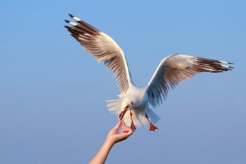 Brown headed gull flying to eat pork crackling from hand at Bangpu recreation center.