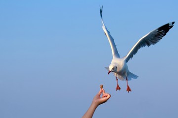 Brown headed gull flying to eat pork crackling from hand at Bangpu recreation center.