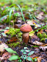 Mushrooms