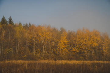 Fototapeta premium Autumn birch forest, vintage color tone