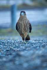  landscapes of argentinian patagonia