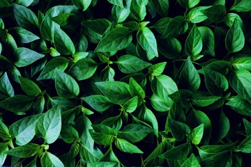 Green leaf texture background.
