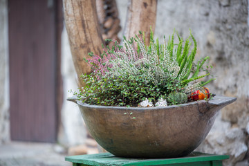 Pink and purple heather in decorative old wooden trough