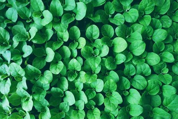 Green leaf texture background.