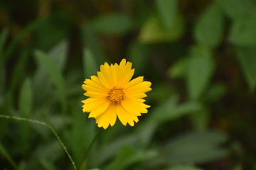 yellow flower in the grass