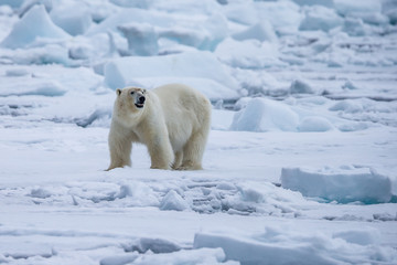 Fototapeta na wymiar Polar Bear (Ursus maritimus) Spitsbergen North Ocean