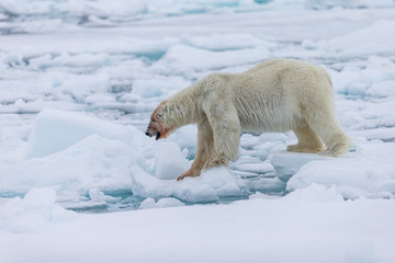 Polar Bear (Ursus maritimus) Spitsbergen North Ocean