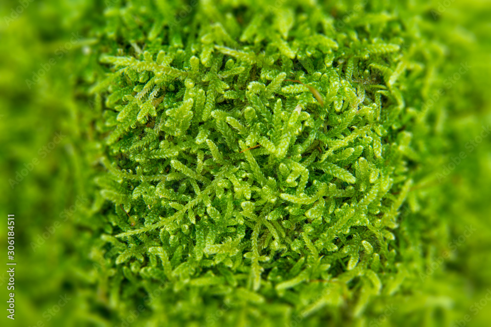 Wall mural the texture of tree bark with moss. old tall trees with moss in forest. trees with green leaves in f