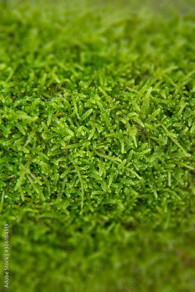 Wall mural the texture of tree bark with moss. old tall trees with moss in forest. trees with green leaves in f