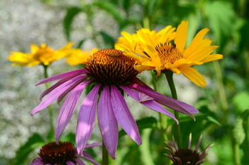 pink and yellow flowers