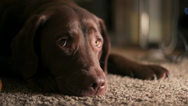 cute chocolate labrador led on carpet floor at home moving her eyes